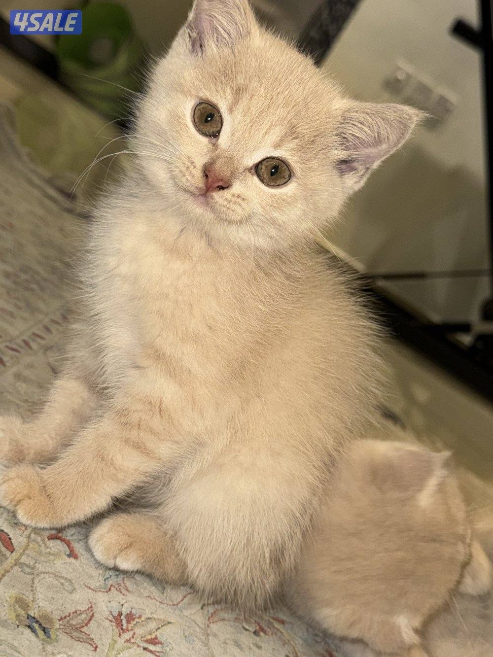 كتن سكوتش فولد0