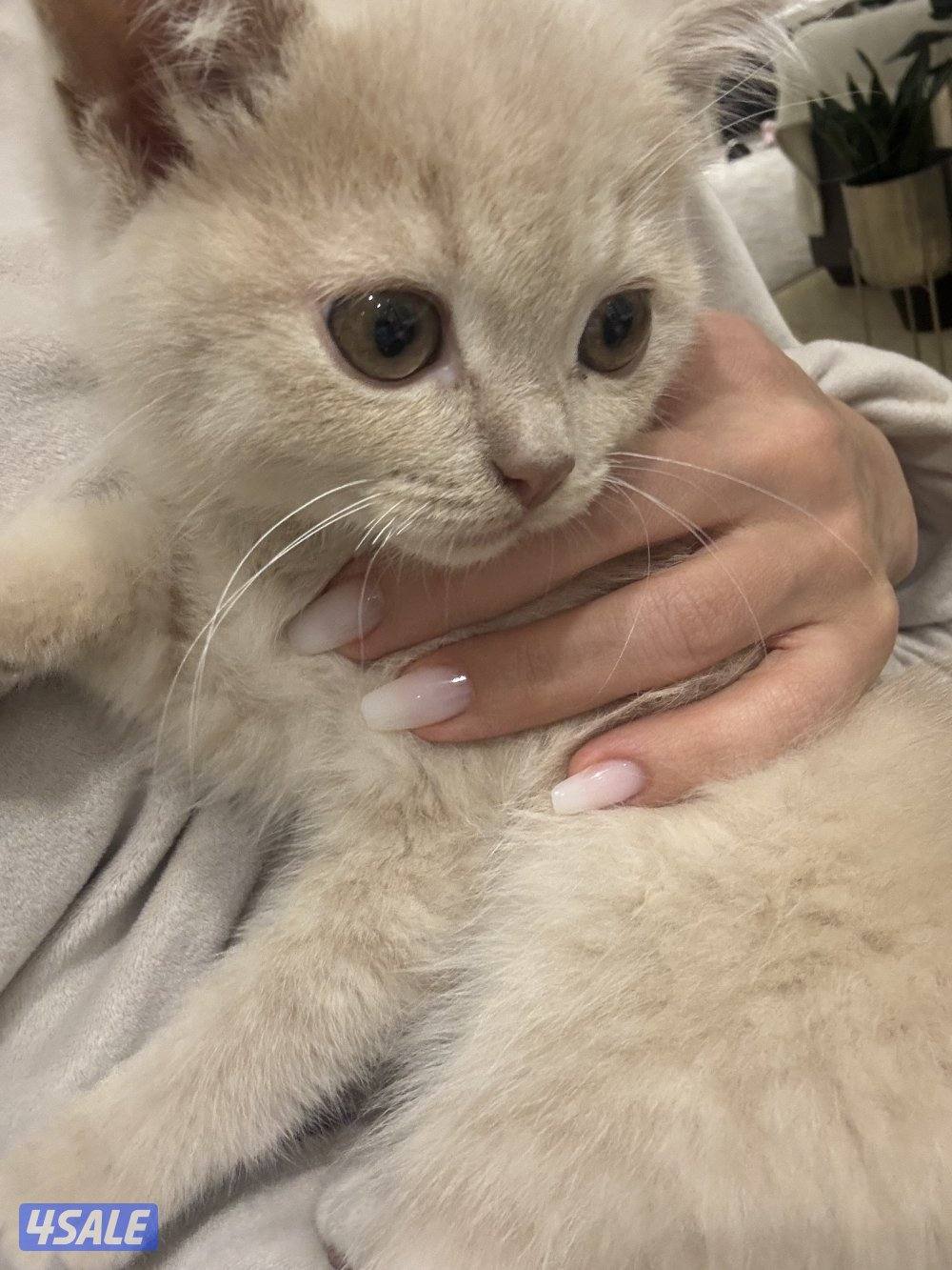 كتن سكوتش فولد1