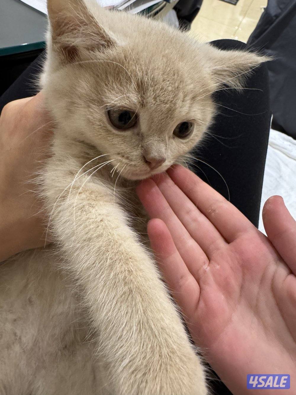 كتن سكوتش فولد2