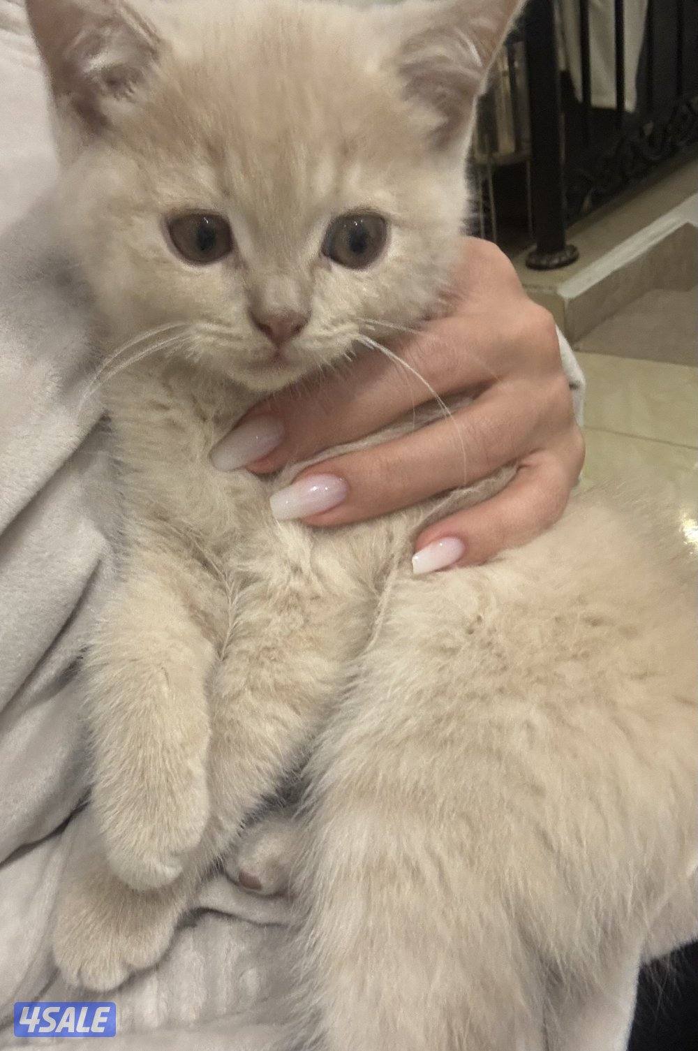 كتن سكوتش فولد3