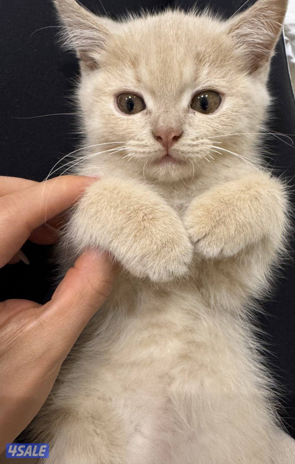 كتن سكوتش فولد4