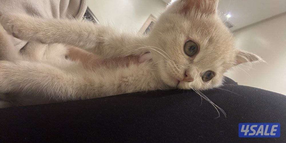 كتن سكوتش فولد5