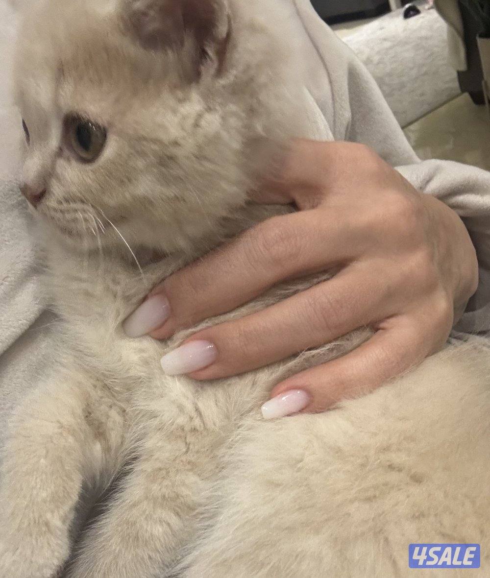 كتن سكوتش فولد6