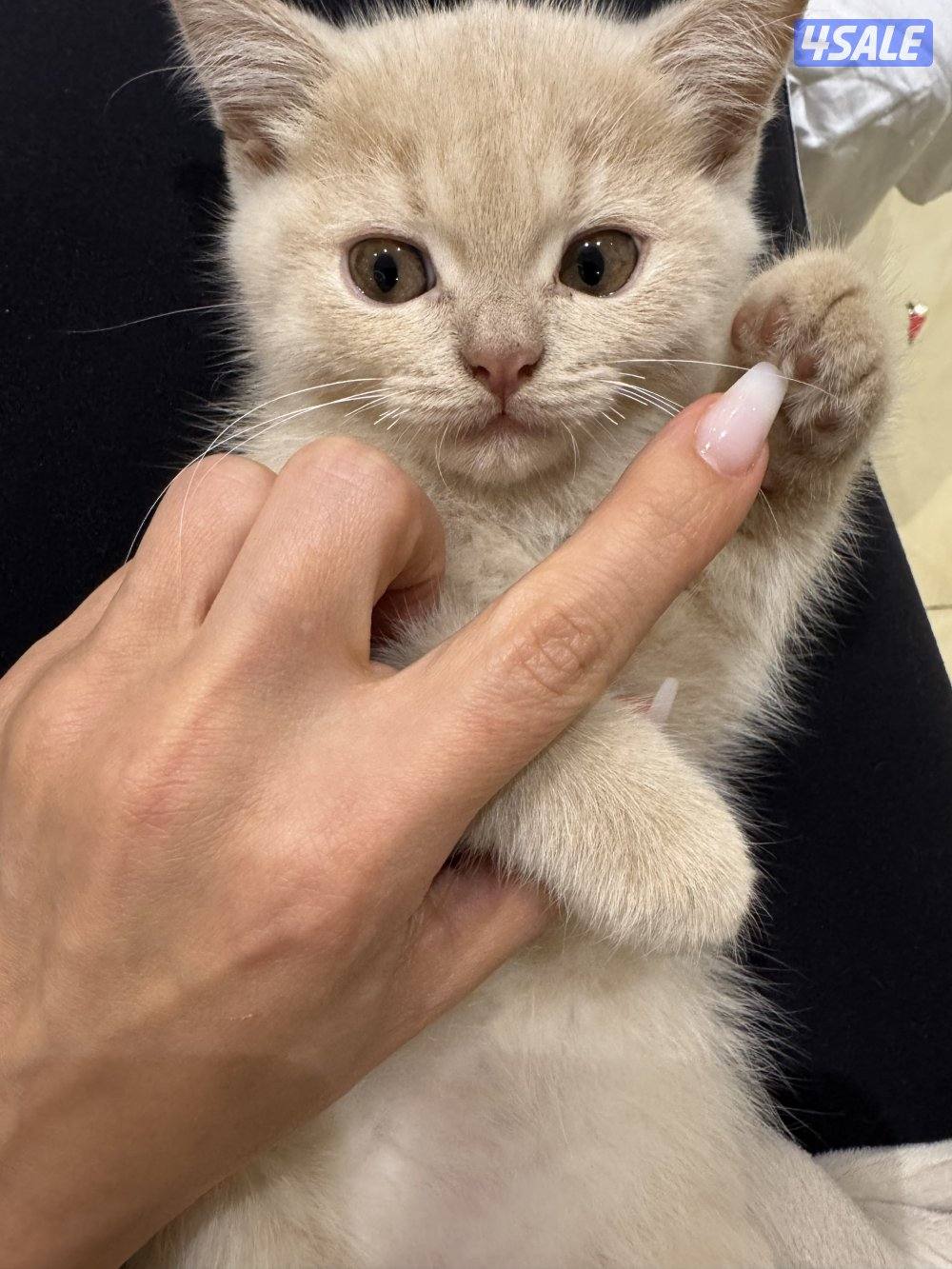 كتن سكوتش فولد7