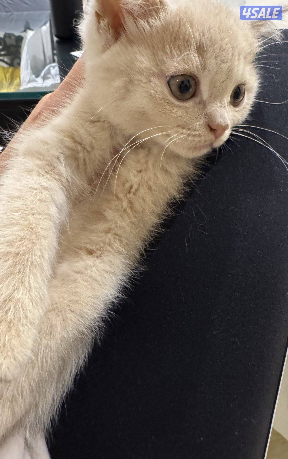 كتن سكوتش فولد8