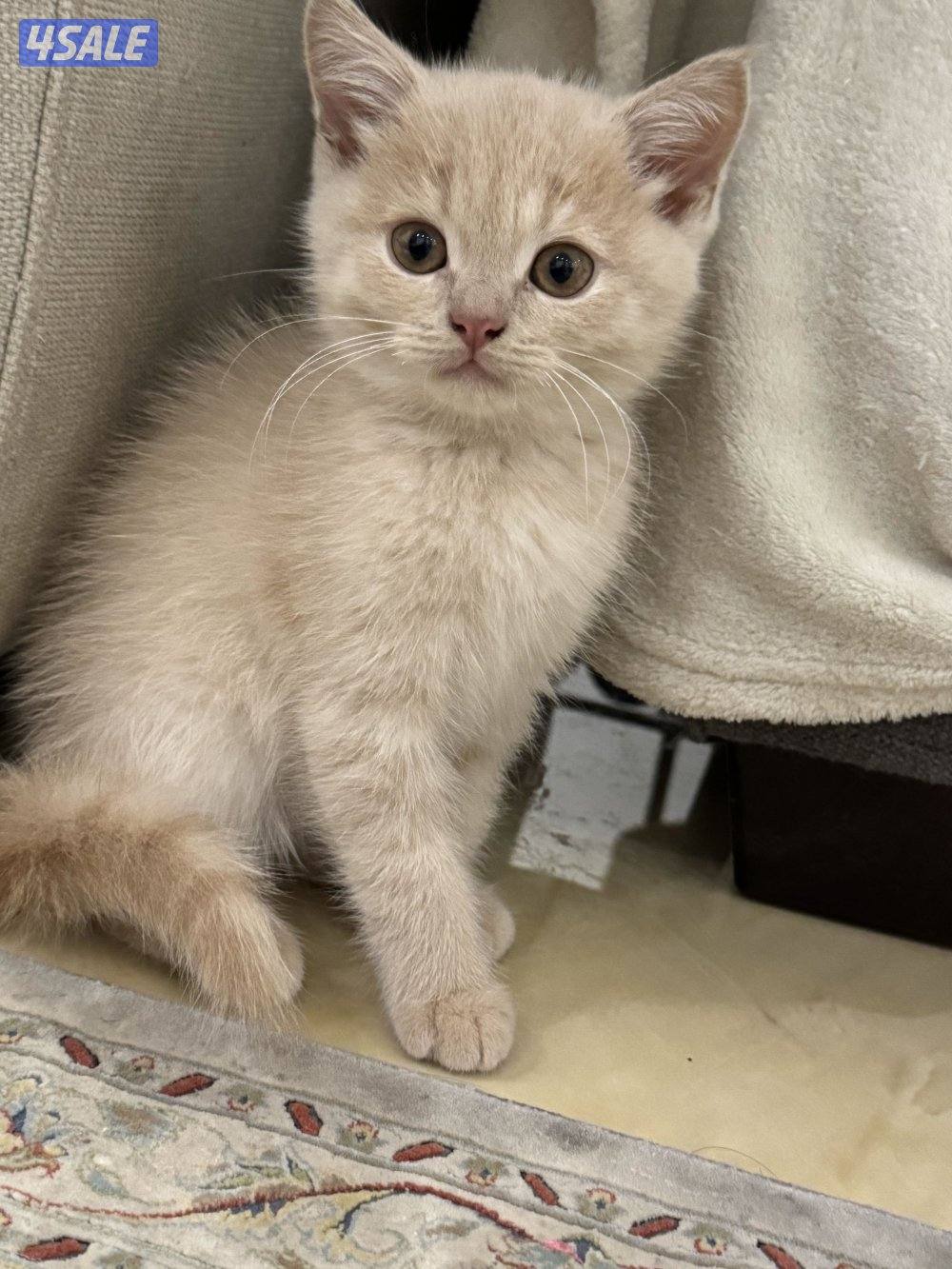 كتن سكوتش فولد9