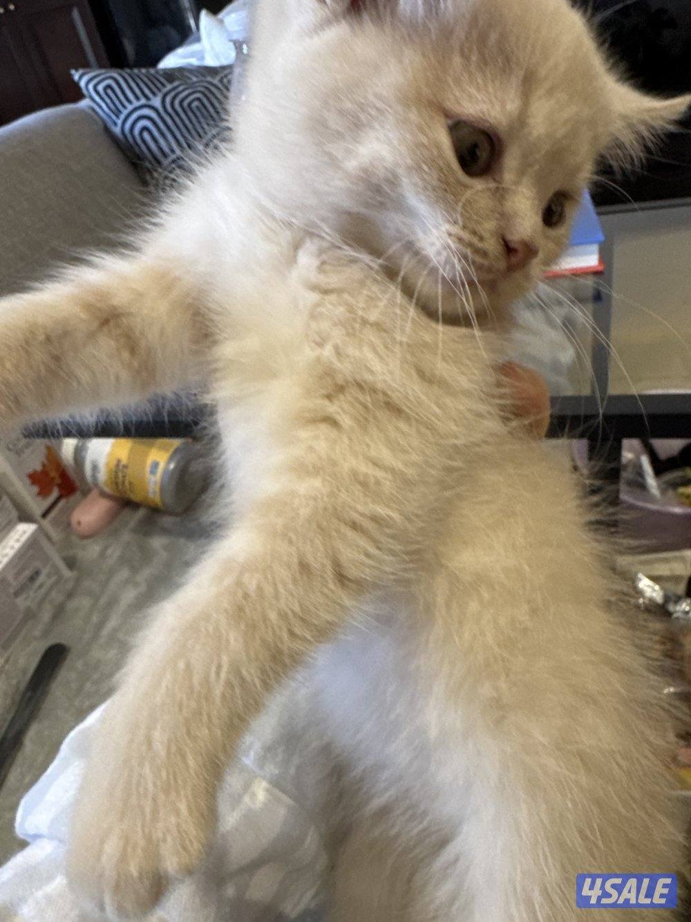 كتن سكوتش فولد10