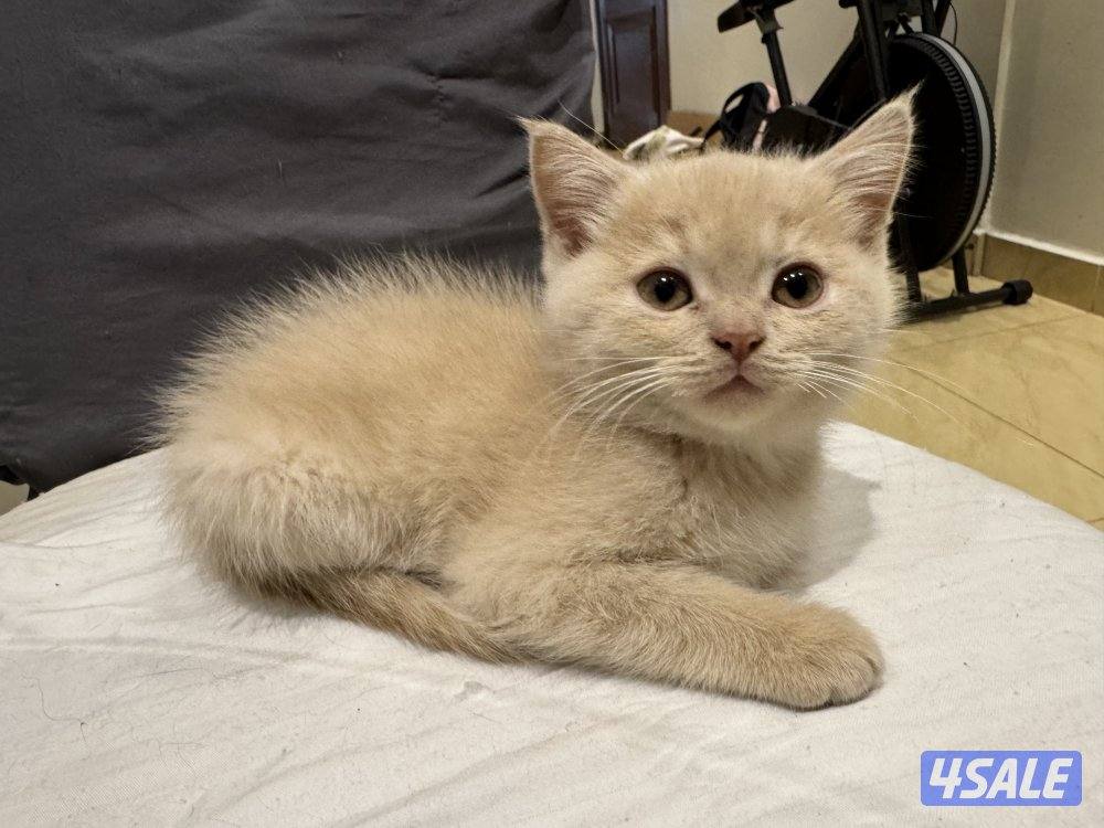 كتن سكوتش فولد11