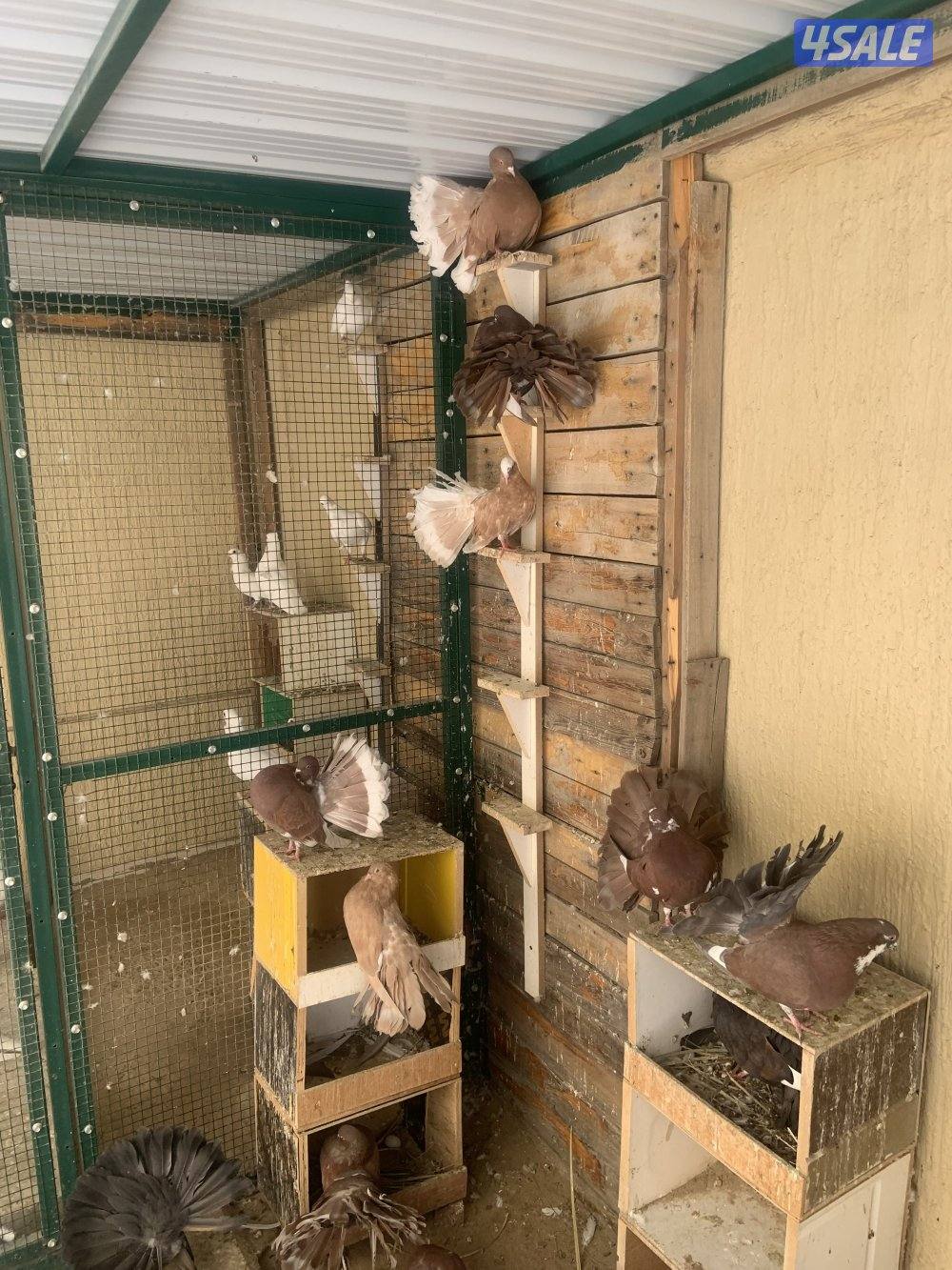 سعدالعبدالله0