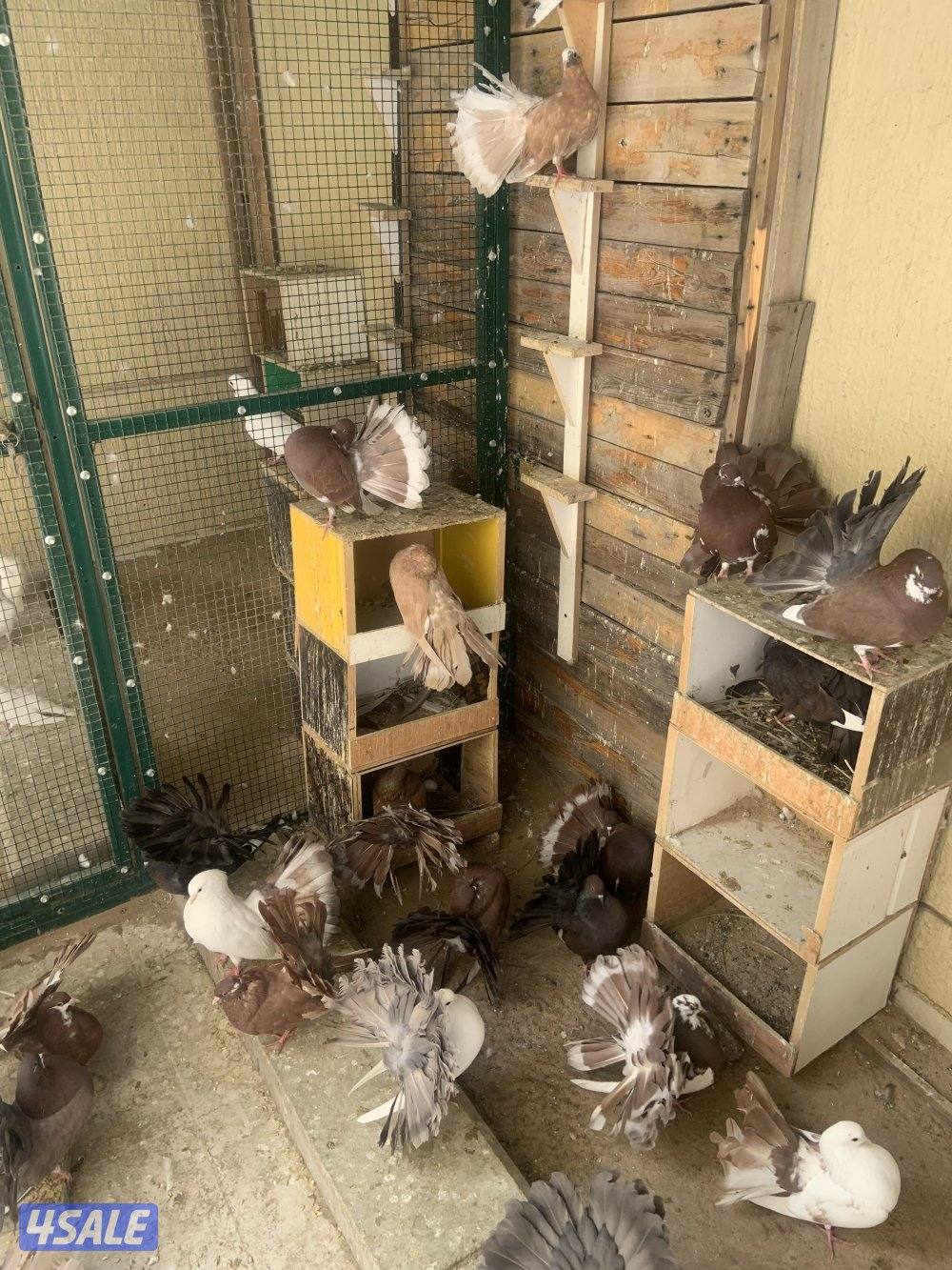 سعدالعبدالله1