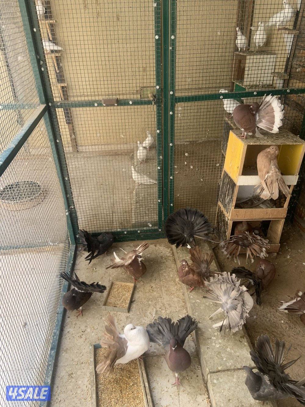 سعدالعبدالله2