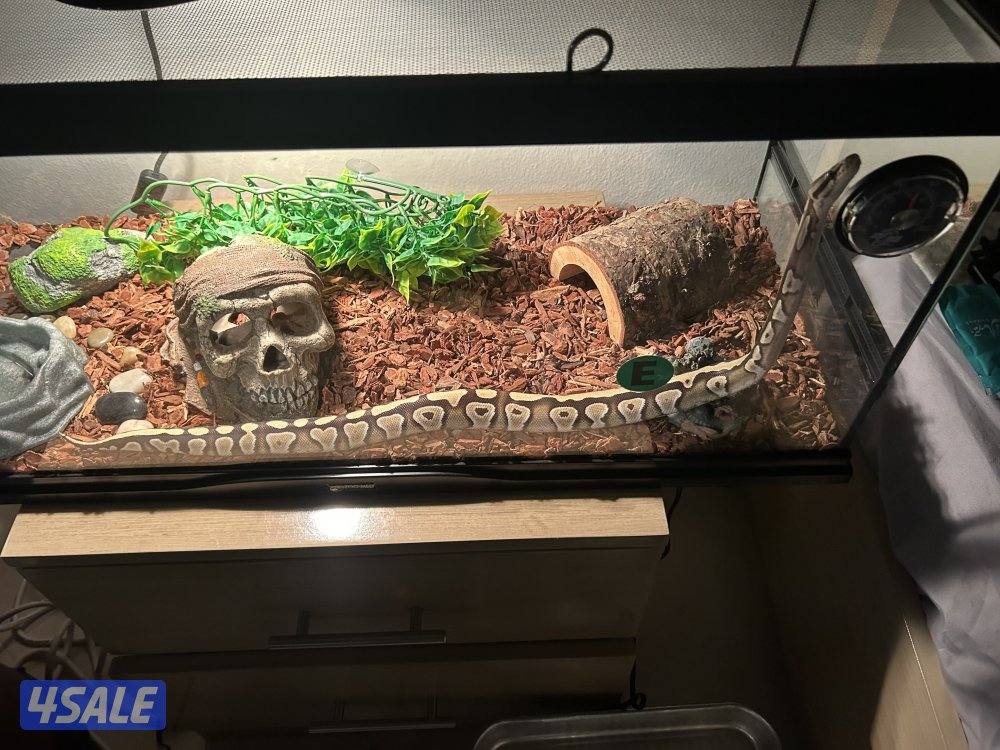 Pall python / بول بايثون0