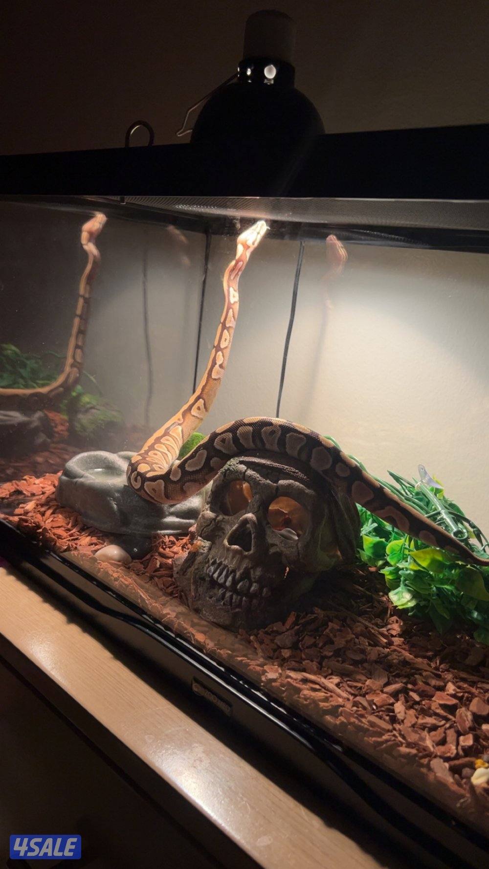 Pall python / بول بايثون1