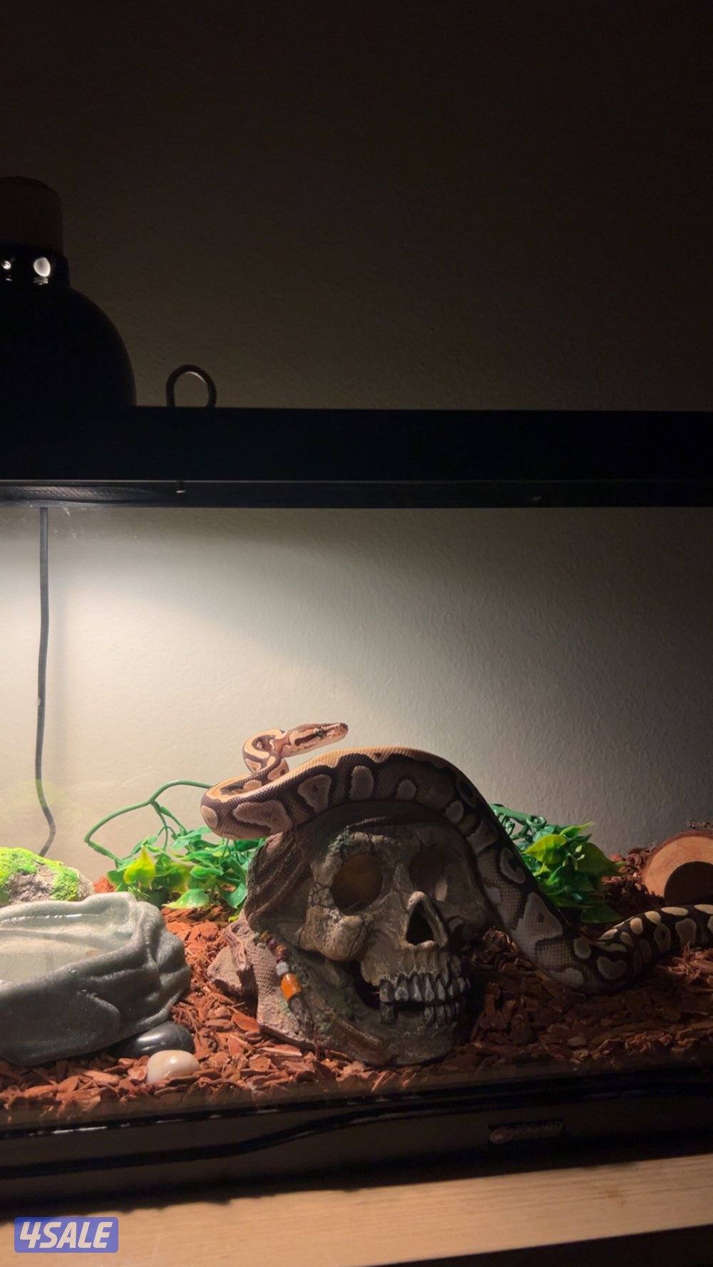 Pall python / بول بايثون2