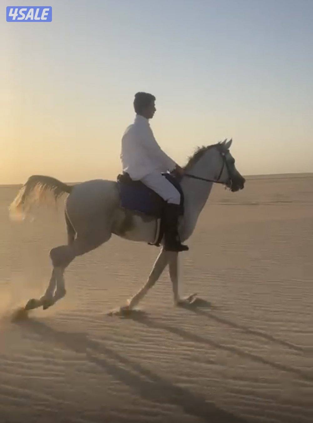 حصان واهو بدون اوراق1