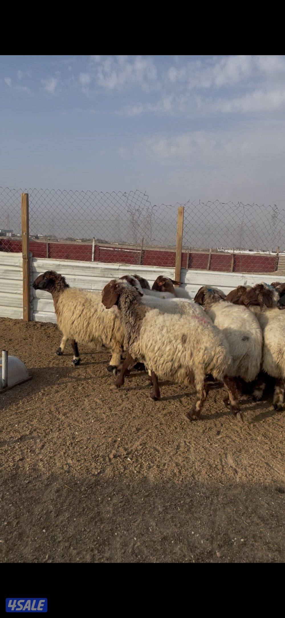 للبيع غنم نعيم العدد٢٣ راس طيبه متخلى من ضريع0