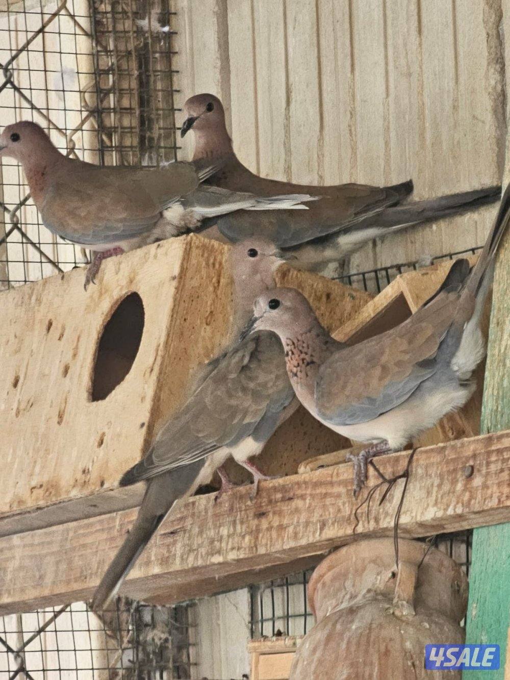 للبيع حمام يمام شوارع0