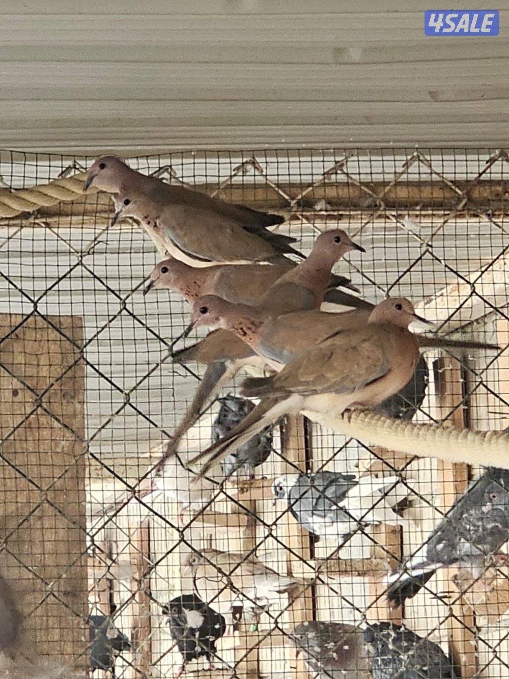 للبيع حمام يمام شوارع2