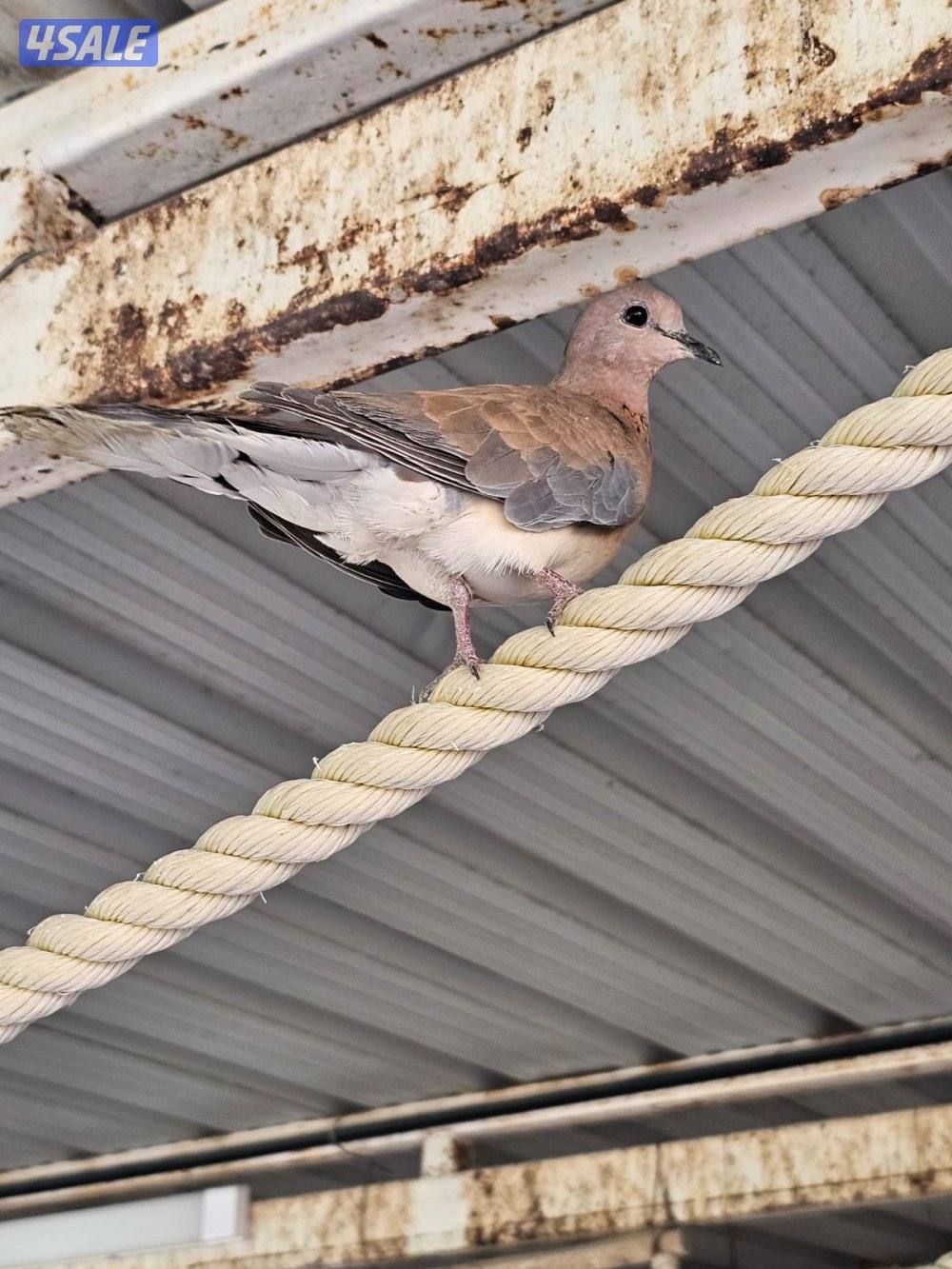 للبيع حمام يمام شوارع1