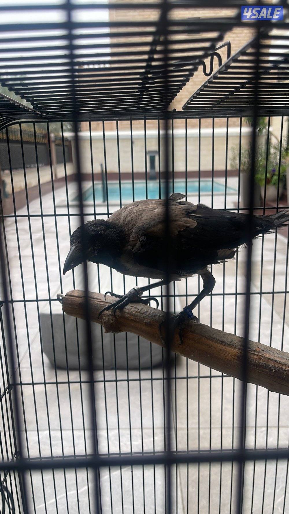 للبيع غربان حبتين ربوه خفيفه0