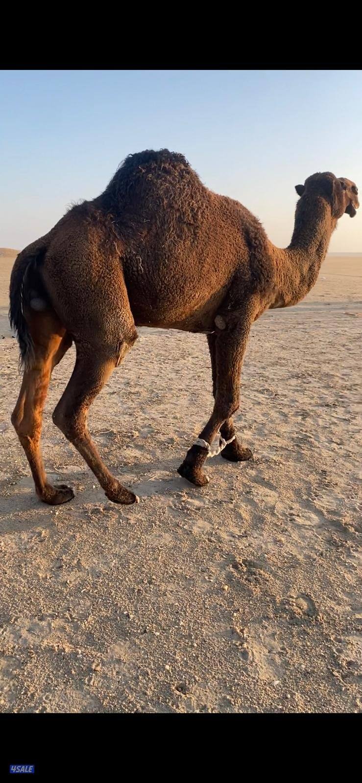 بعير. اصفر. عبداني. شرط الضراب0