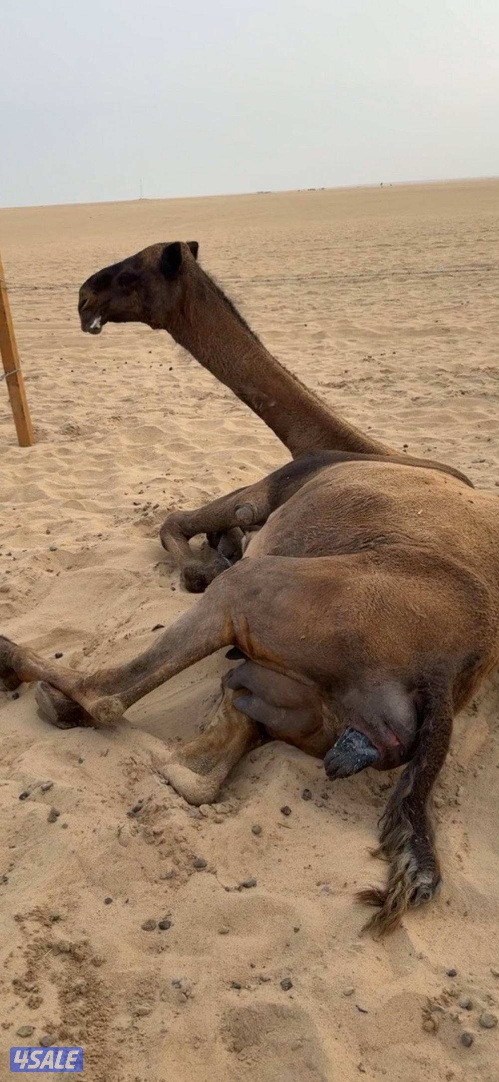 للبيع خلفه صفرا تحتها بكره شرط السلم والصحاه الناقه هديه السوم ٨٠٠0