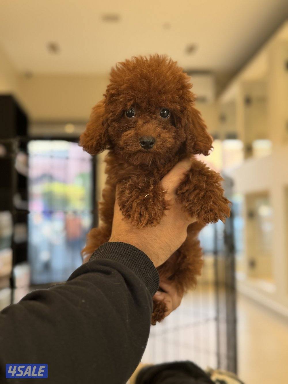 Dachshund - Toy poodle0