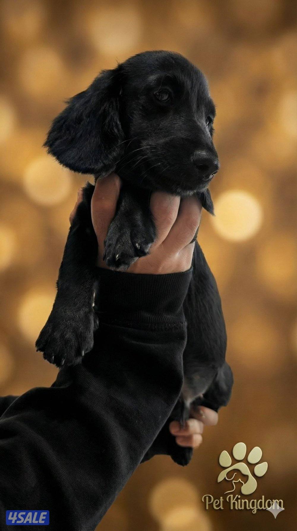Dachshund - Toy poodle1