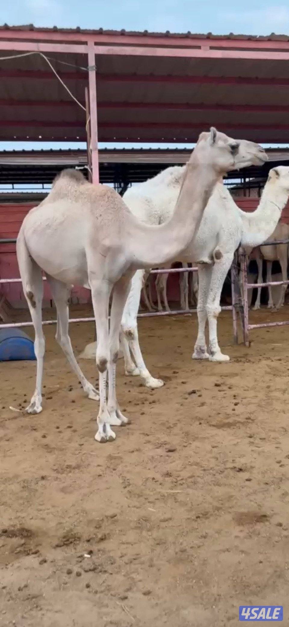 للبيع بكره لقيه عمانيه طيبه شرط صحاه وسلم0