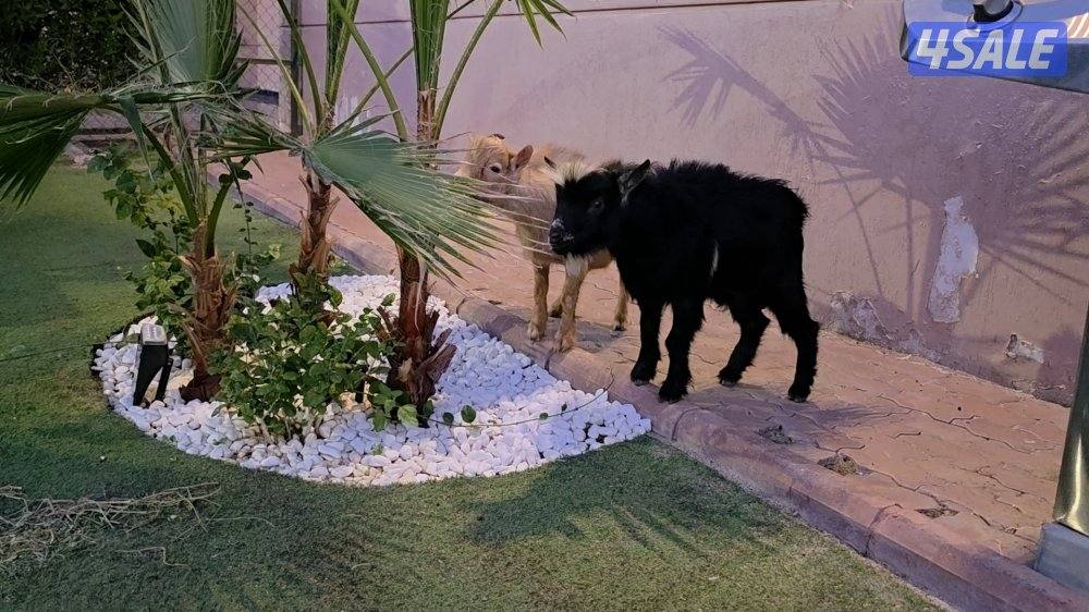 منطقة السلام1