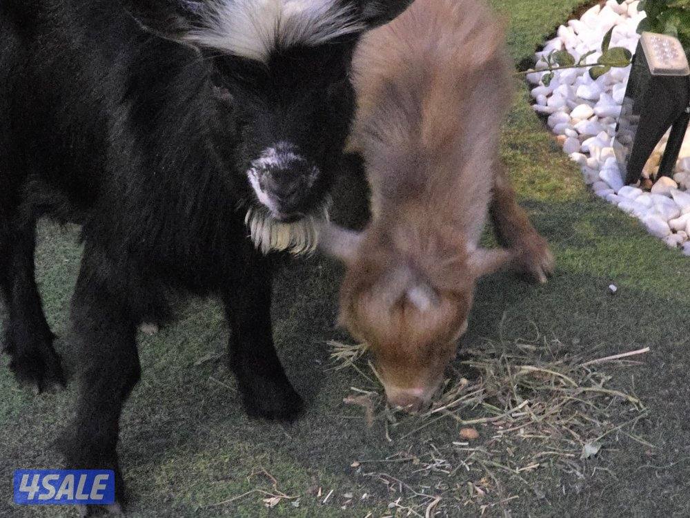 منطقة السلام2