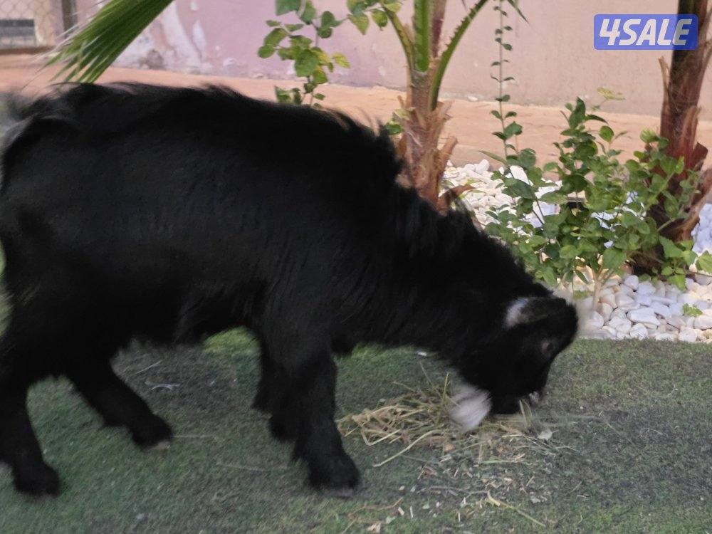 منطقة السلام3