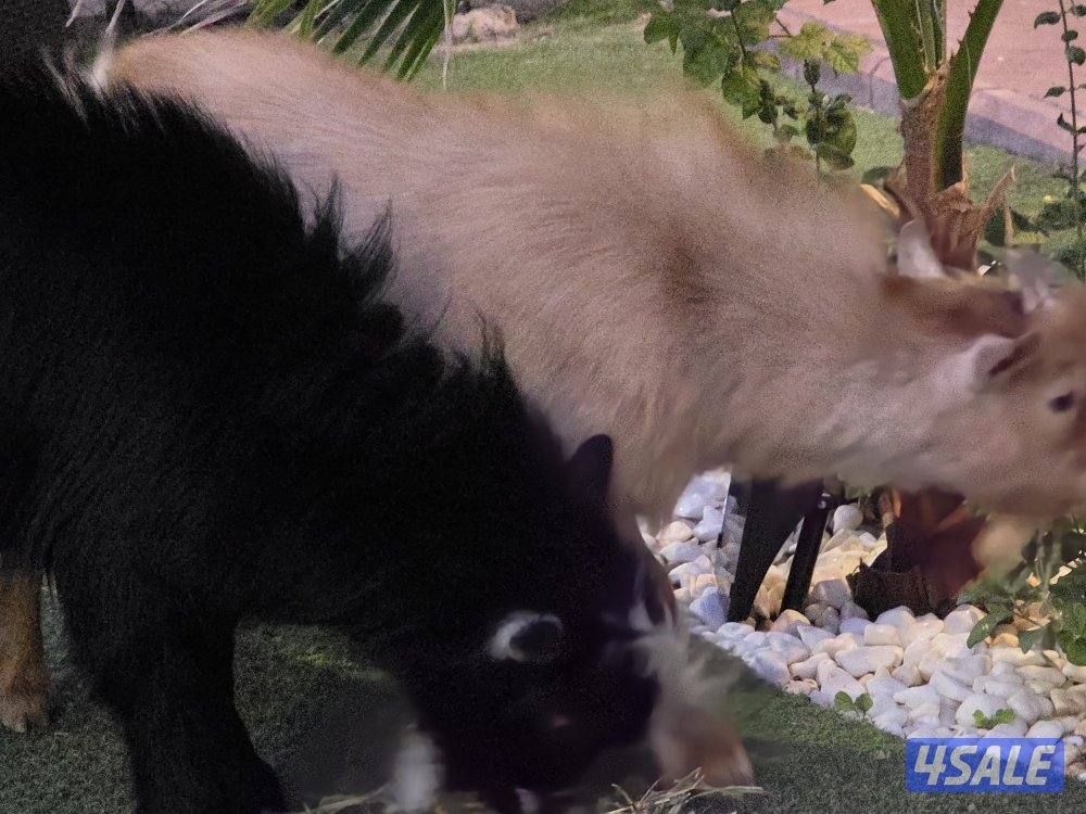 منطقة السلام4