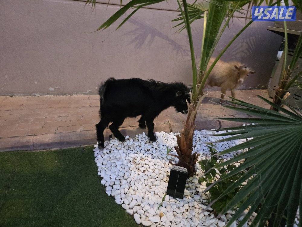 منطقة السلام5