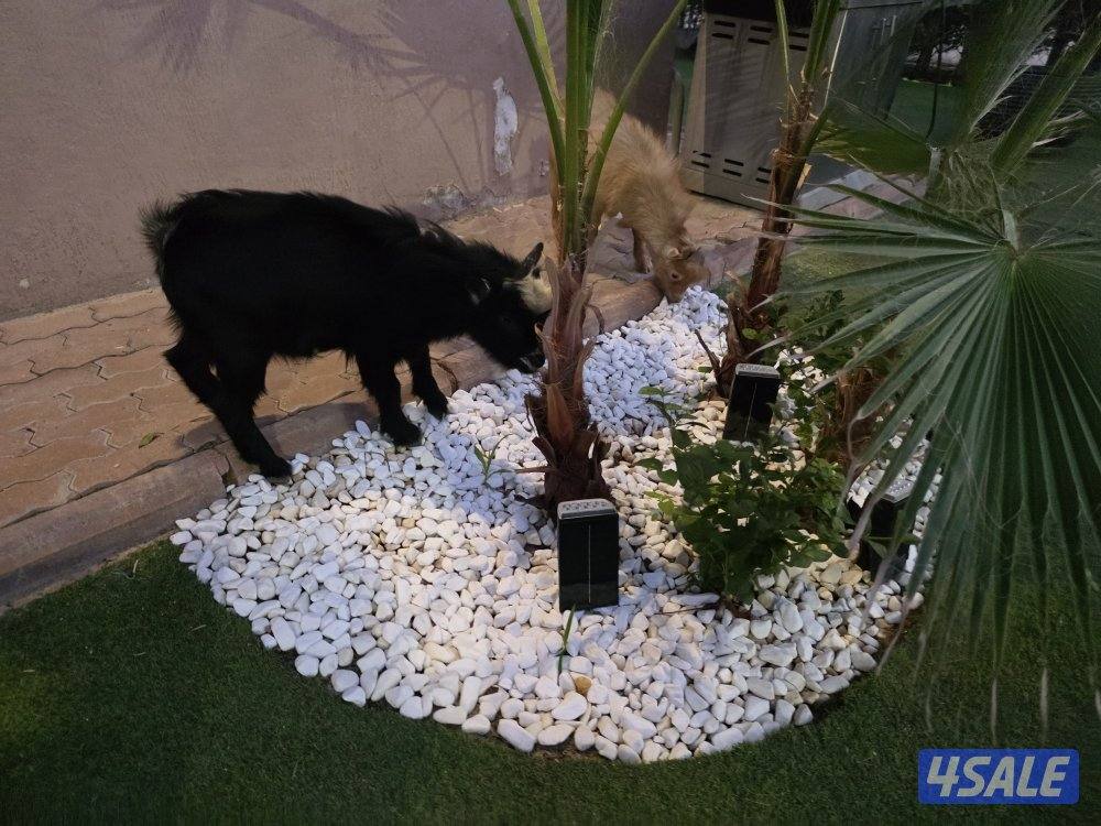 منطقة السلام6