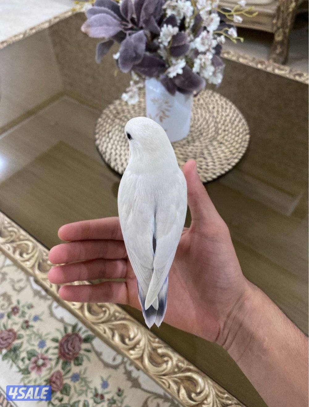 للبيع لوفبيرد عدد 2 ربوة0