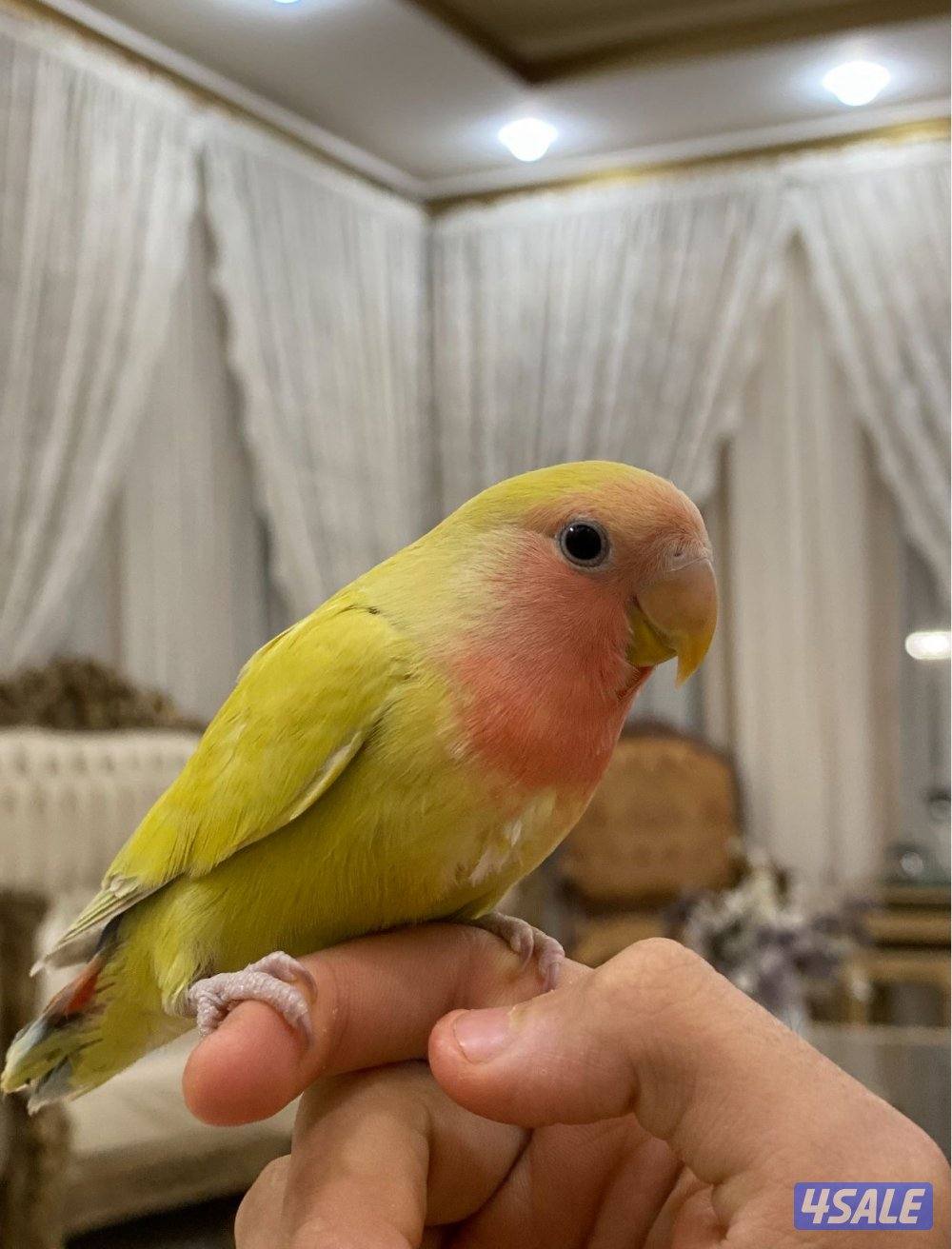 للبيع لوفبيرد عدد 2 ربوة2