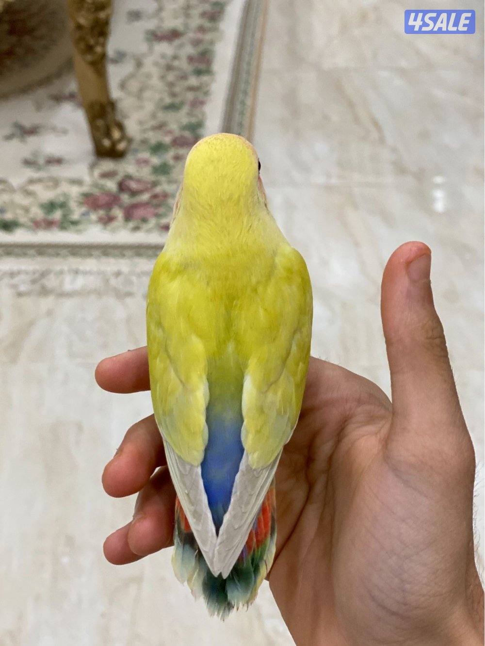 للبيع لوفبيرد عدد 2 ربوة3