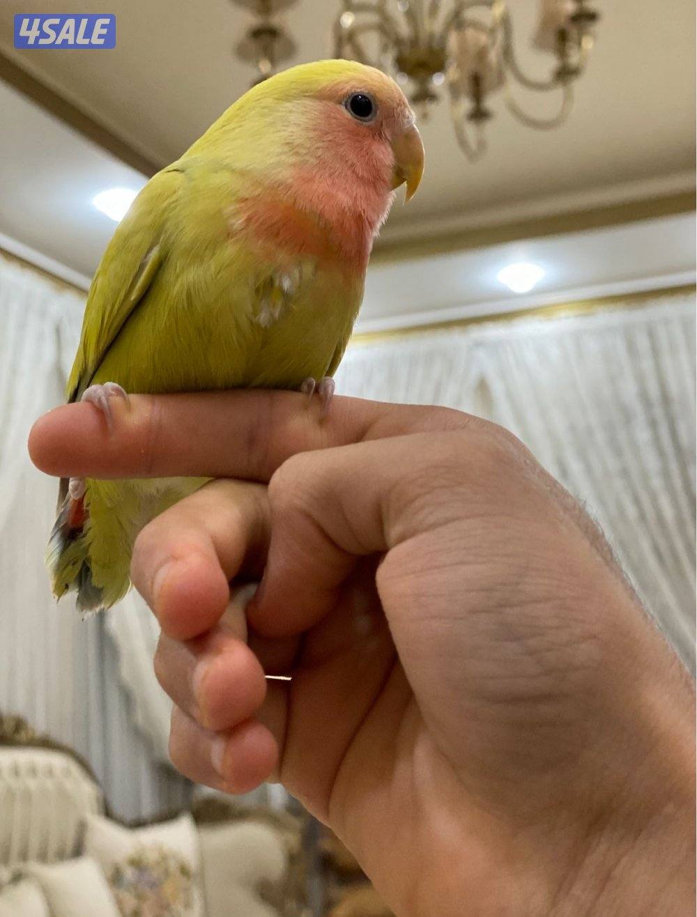 للبيع لوفبيرد عدد 2 ربوة4