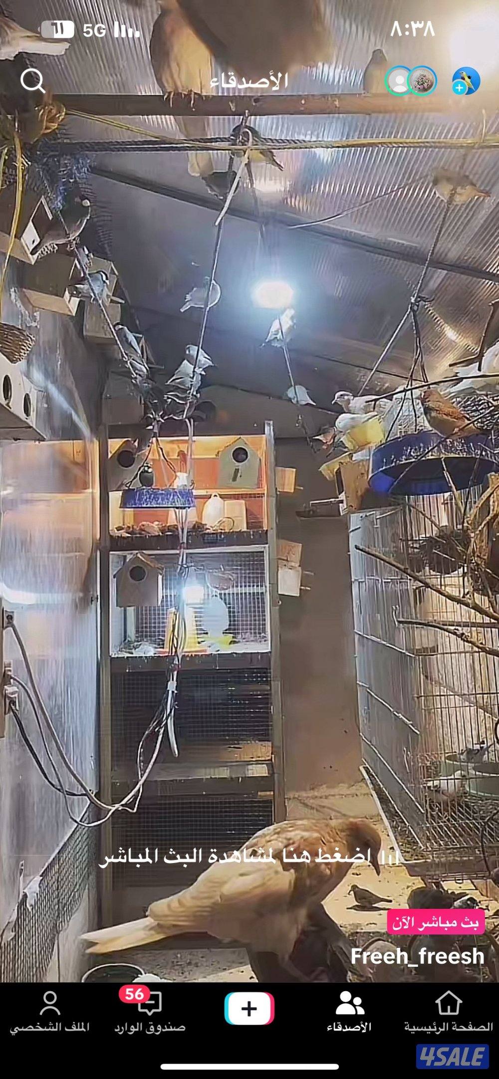 للبيع مكس حسون جاوه حمام ياكريم يمام1