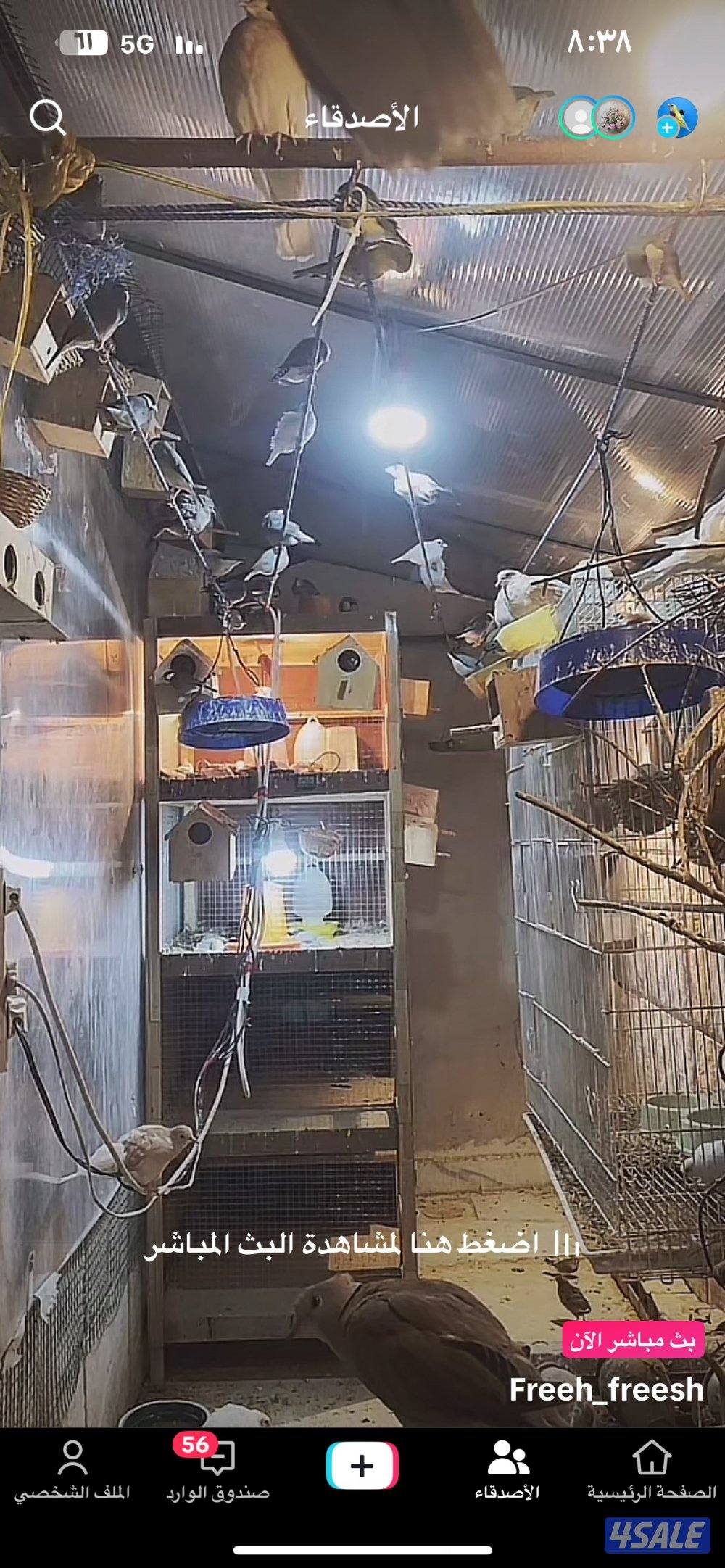 للبيع مكس حسون جاوه حمام ياكريم يمام2