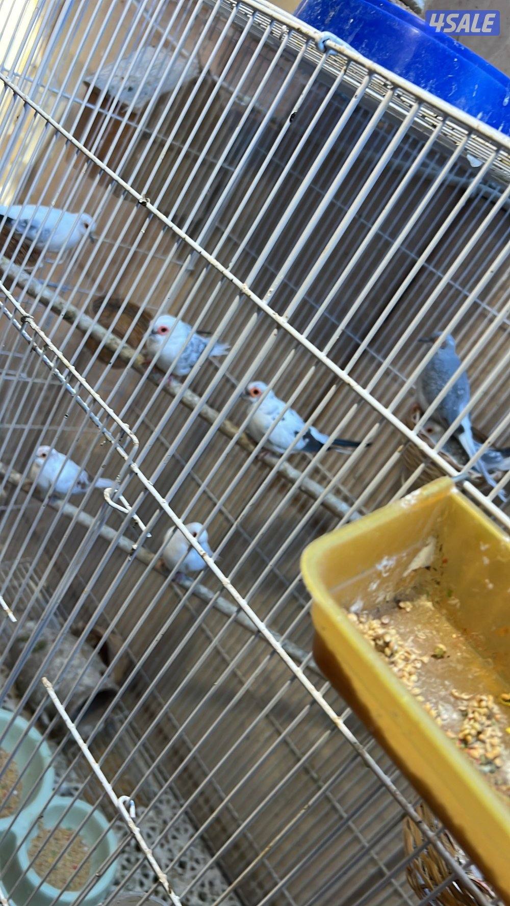 للبيع مكس حسون جاوه حمام ياكريم يمام5