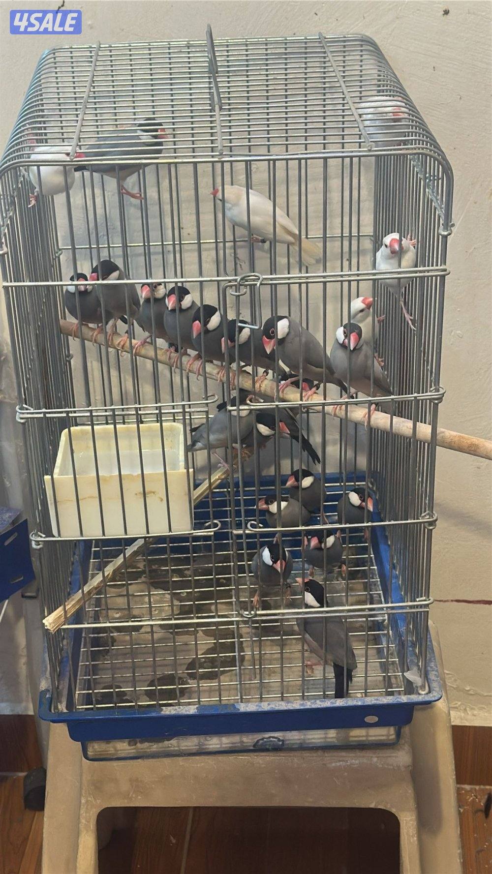 للبيع مكس حسون جاوه حمام ياكريم يمام6