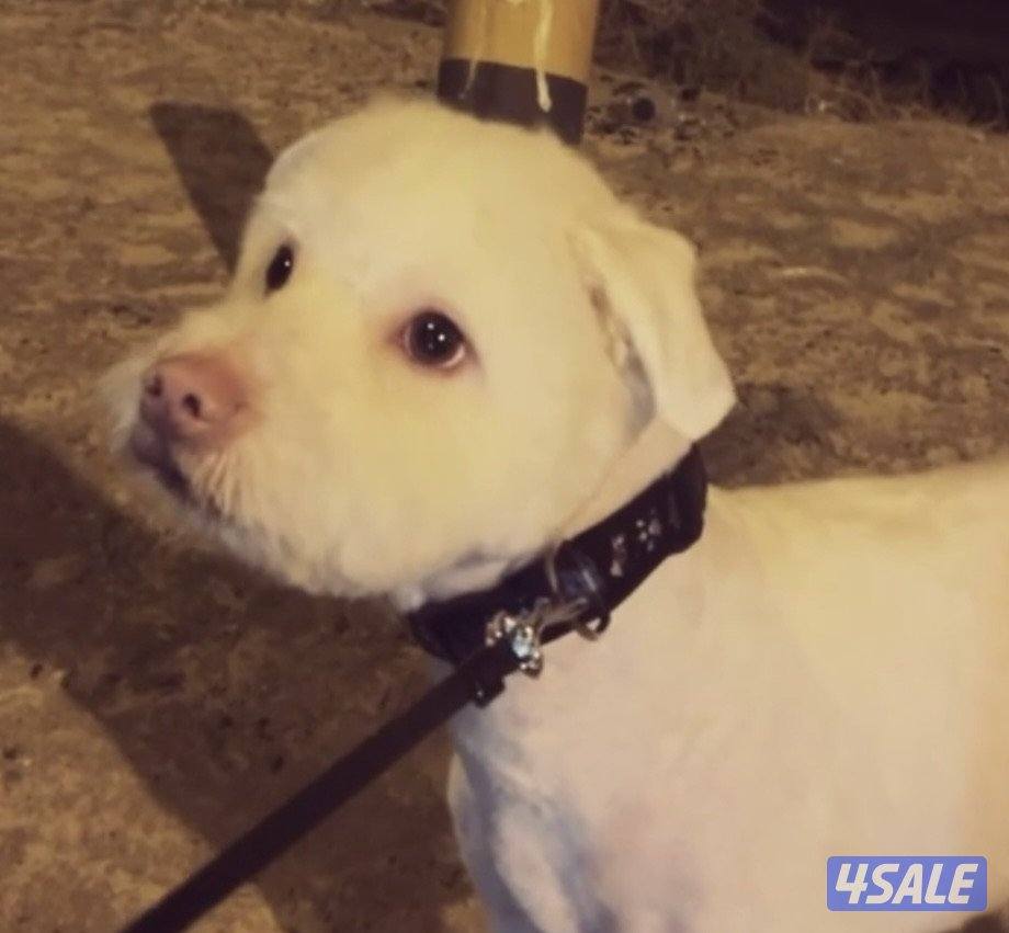 كلب ذكر مفقوود في منطقة الوفره الزراعيه2