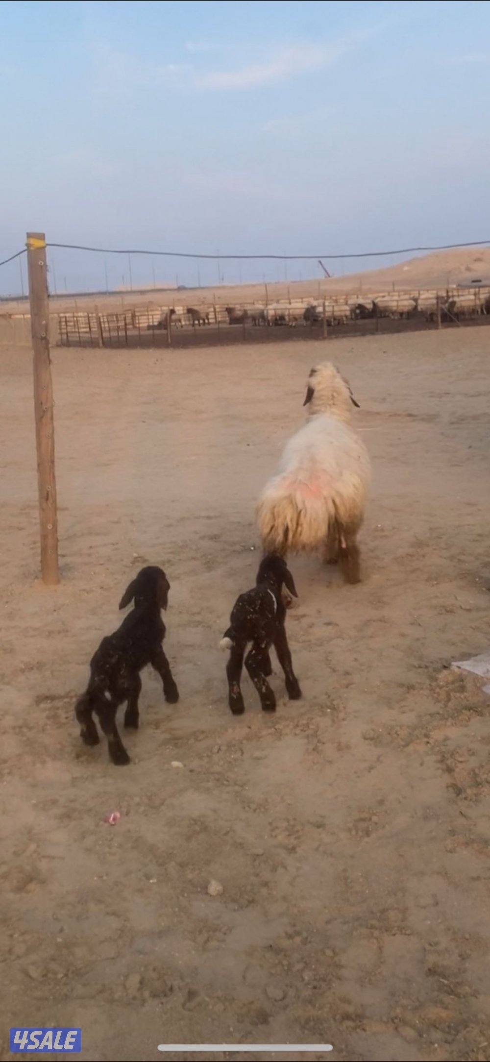 للبيع مطفل التواصل واتس اب فقط0