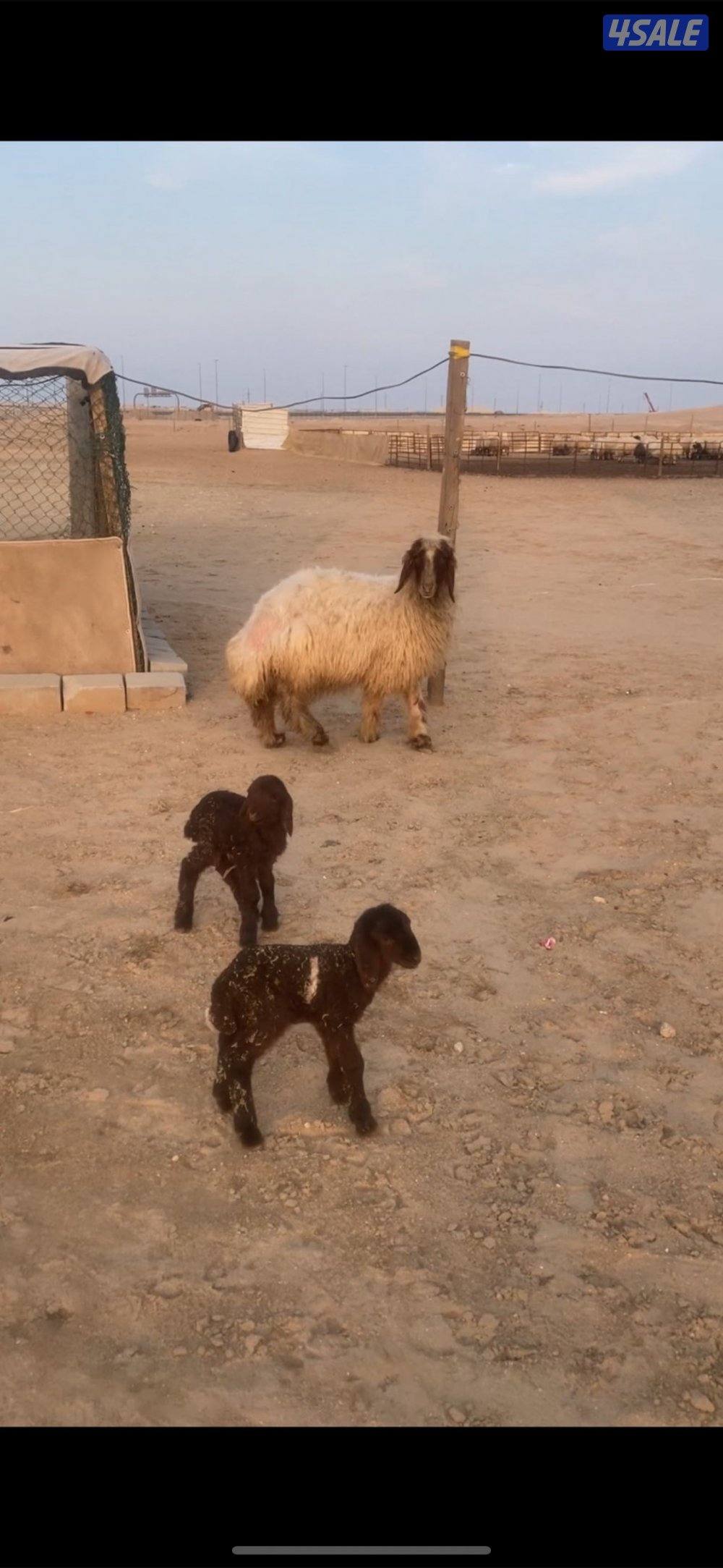 للبيع مطفل التواصل واتس اب فقط1