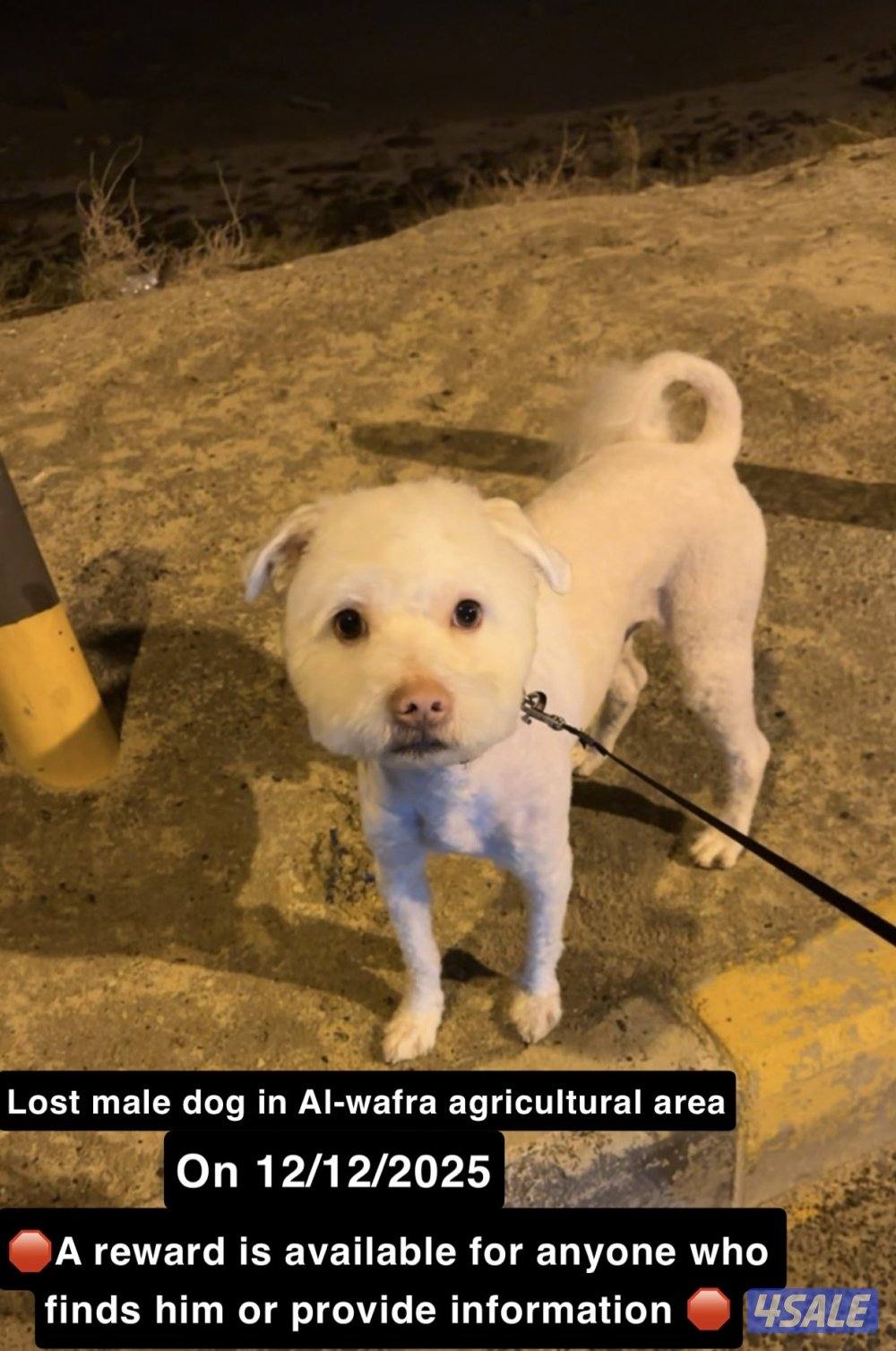 كلب ذكر مفقوود في منطقة الوفره الزراعيه1