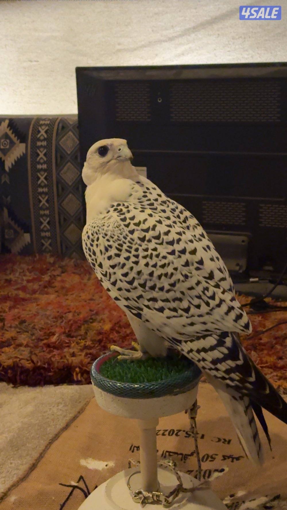 للبيع طير بيور ثنو عرض ١٨ في طول ١٧ ونص سوبر وايت KH بريطاني0