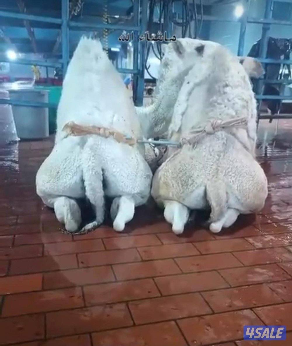 نبيع ونشتري قعدان2