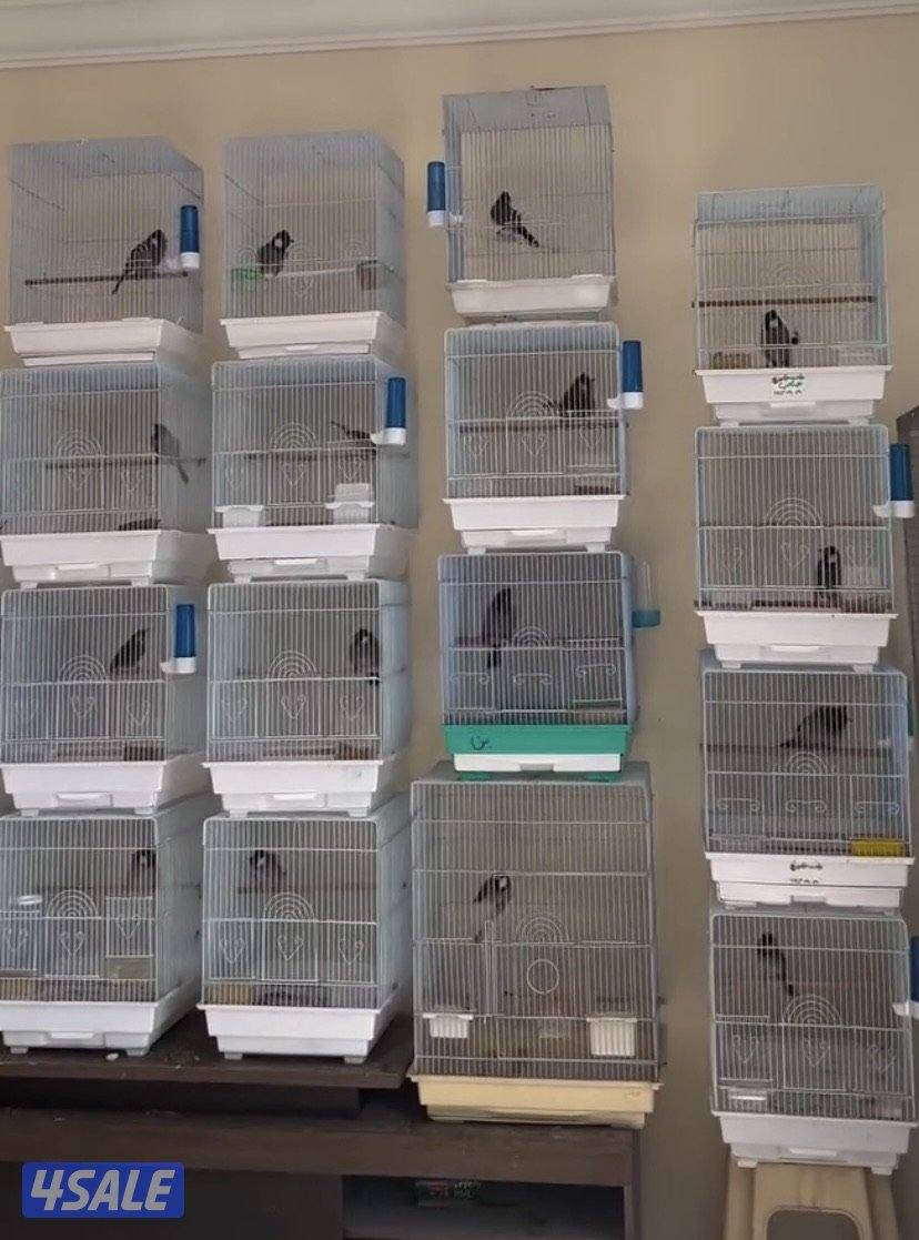 دفعه بلابل عراقيه0